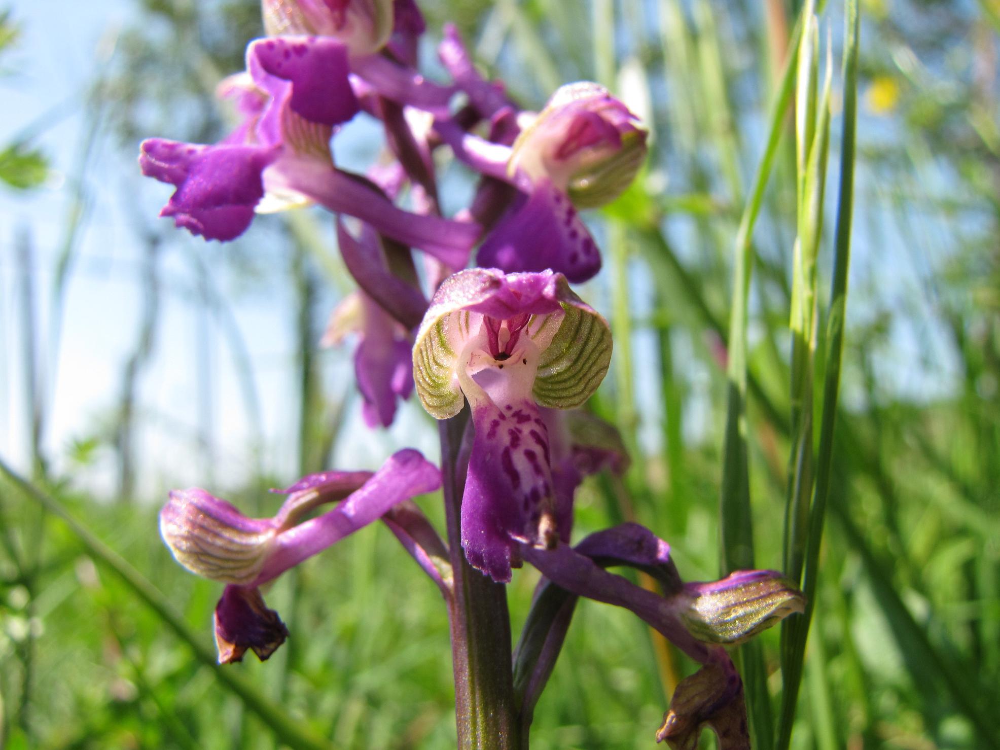 Neotinea tridentata, Ochis militari, simia e Anacamptis morio